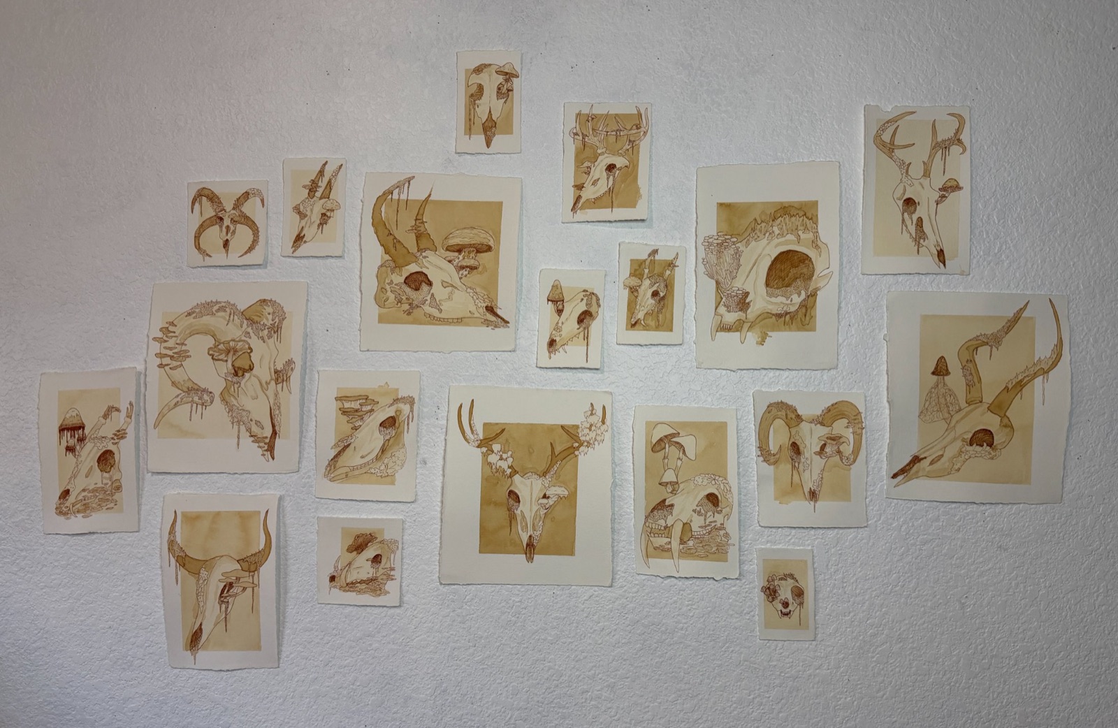 Memento — wall of tea and coffee wash skull studies